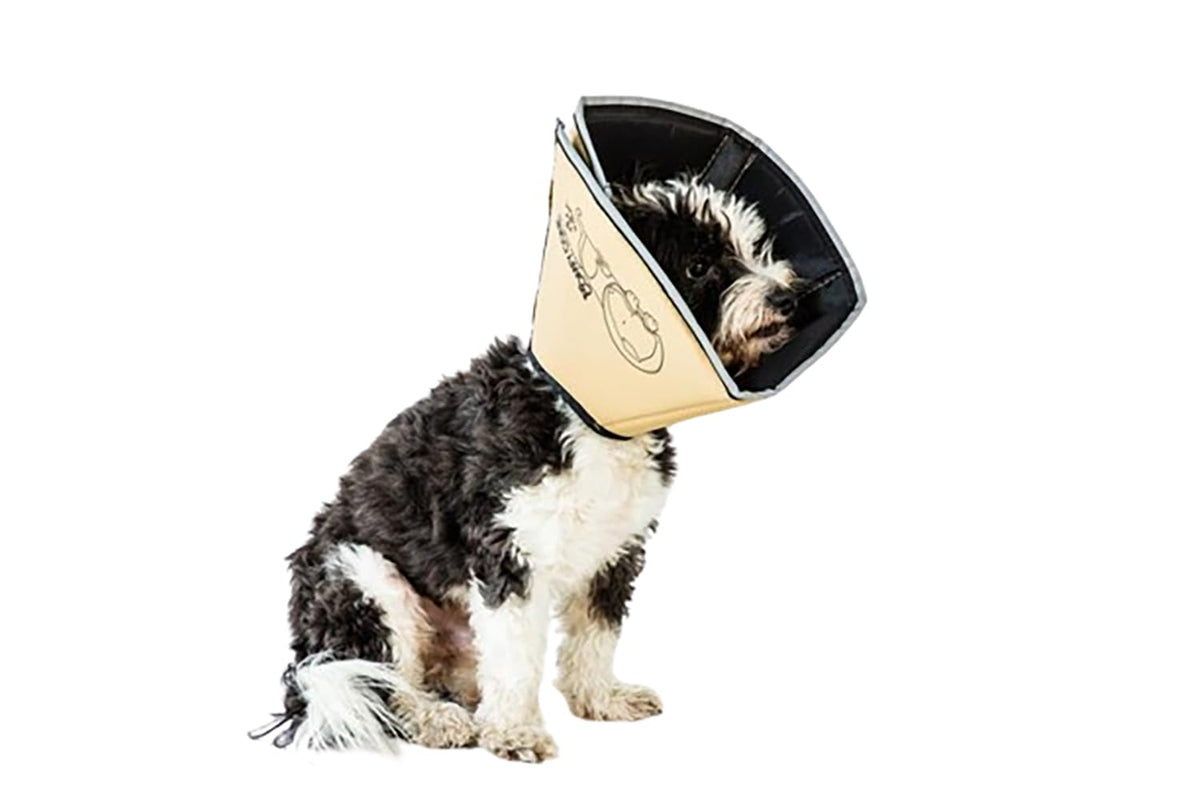 All Four Paws Comfy Cone, vista frontal, apoyo suave para recuperación sin irritación.