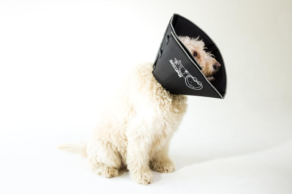 All Four Paws Comfy Cone material resistente a arañazos de gatos.