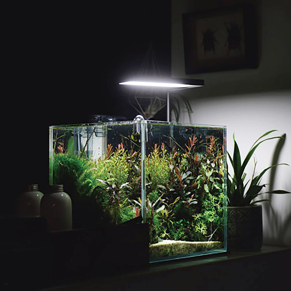 Allcolor acuario tapa superior de cristal protege el interior y mantiene estética.