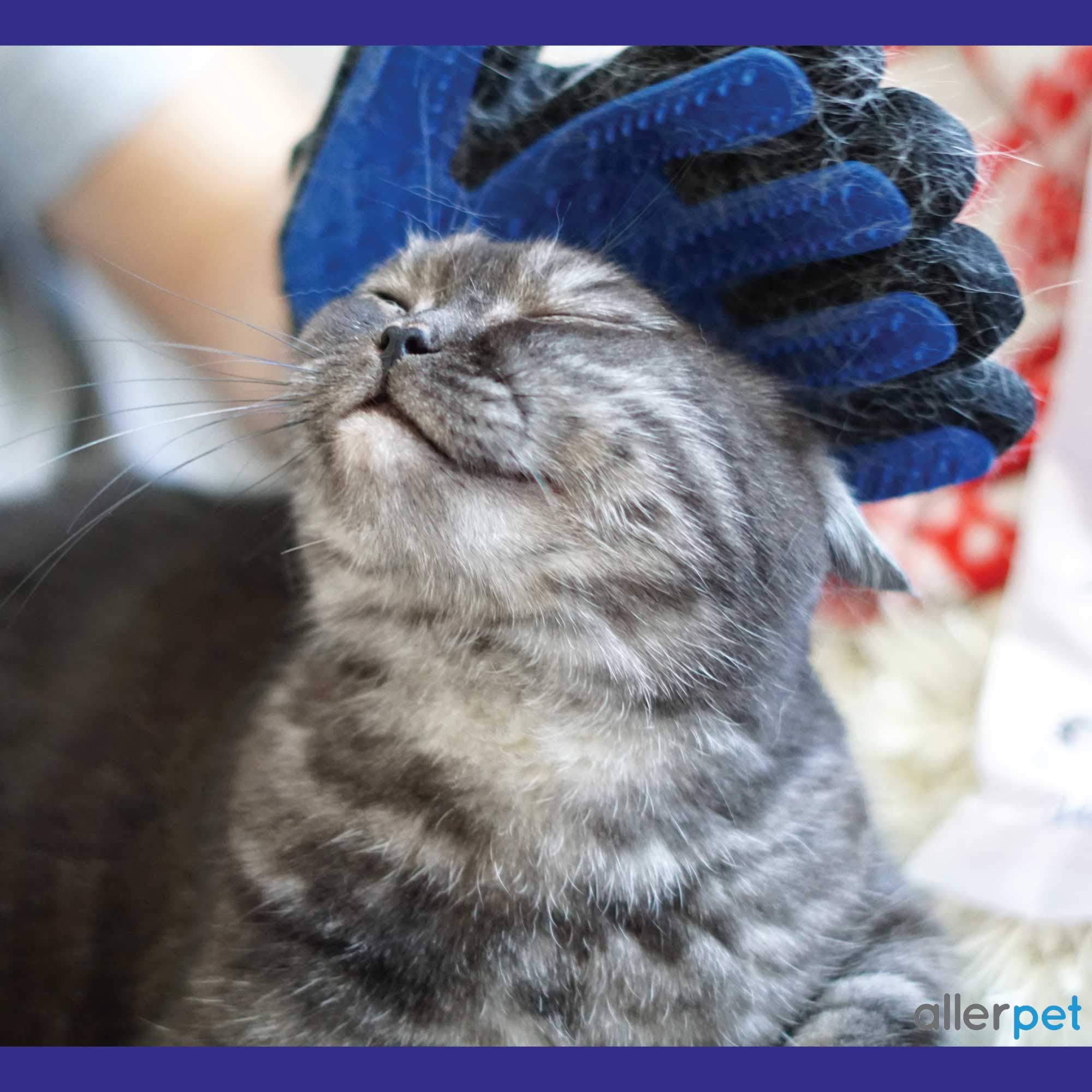Allerpet recomendado por veterinarios para reducir la caspa en casa.