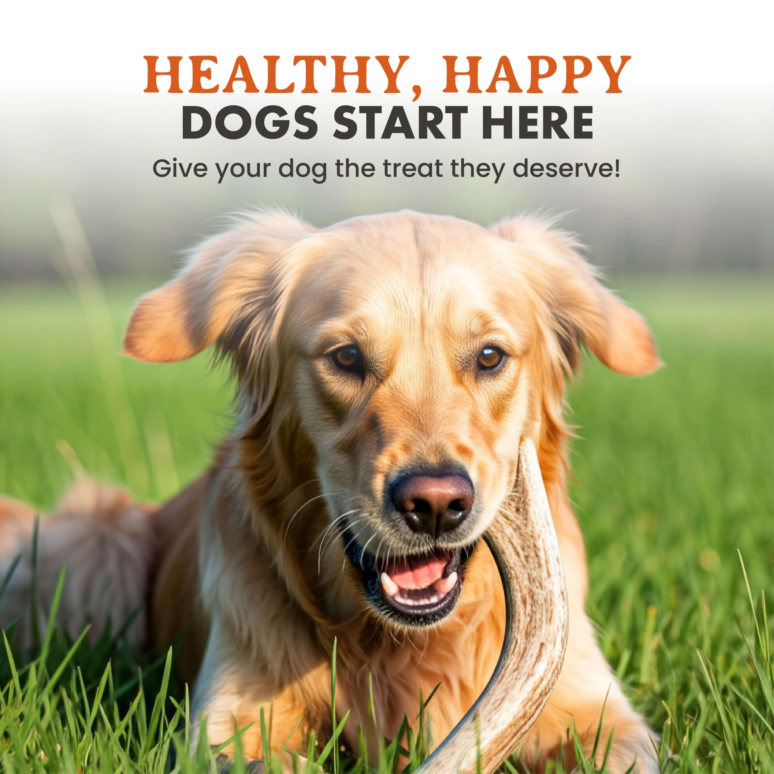 Alpha Dog Nutrition envase producido en Estados Unidos, control de calidad garantizado.