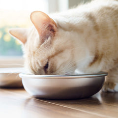 Tazones Americat amigables con bigotes para comer cómodamente.