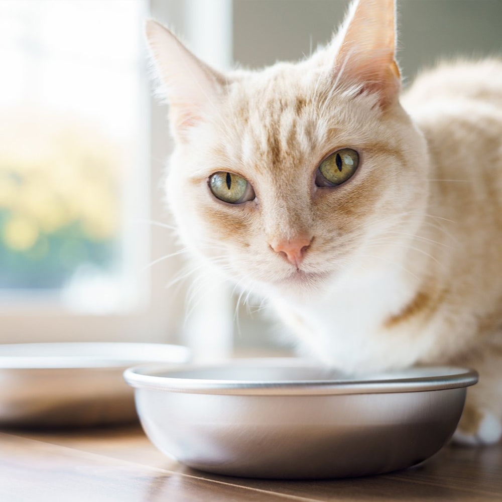 Kit de 4 tazones Americat, ideal para hogares con varios gatos.