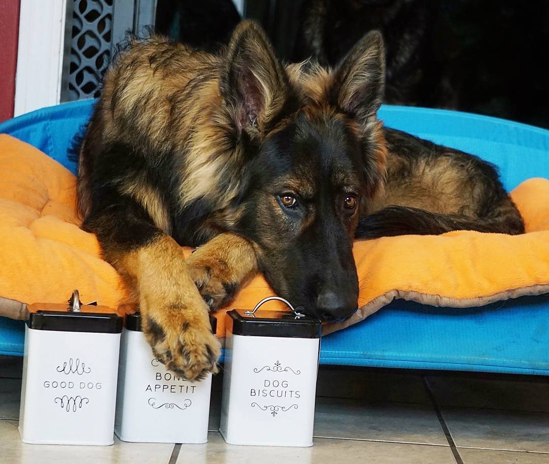 Amici Pet Sparky Good Dog: limpieza a mano para conservar el acabado