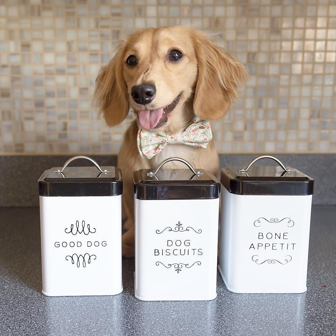 Amici Pet Sparky Good Dog: patrón decorativo elegante en la lata