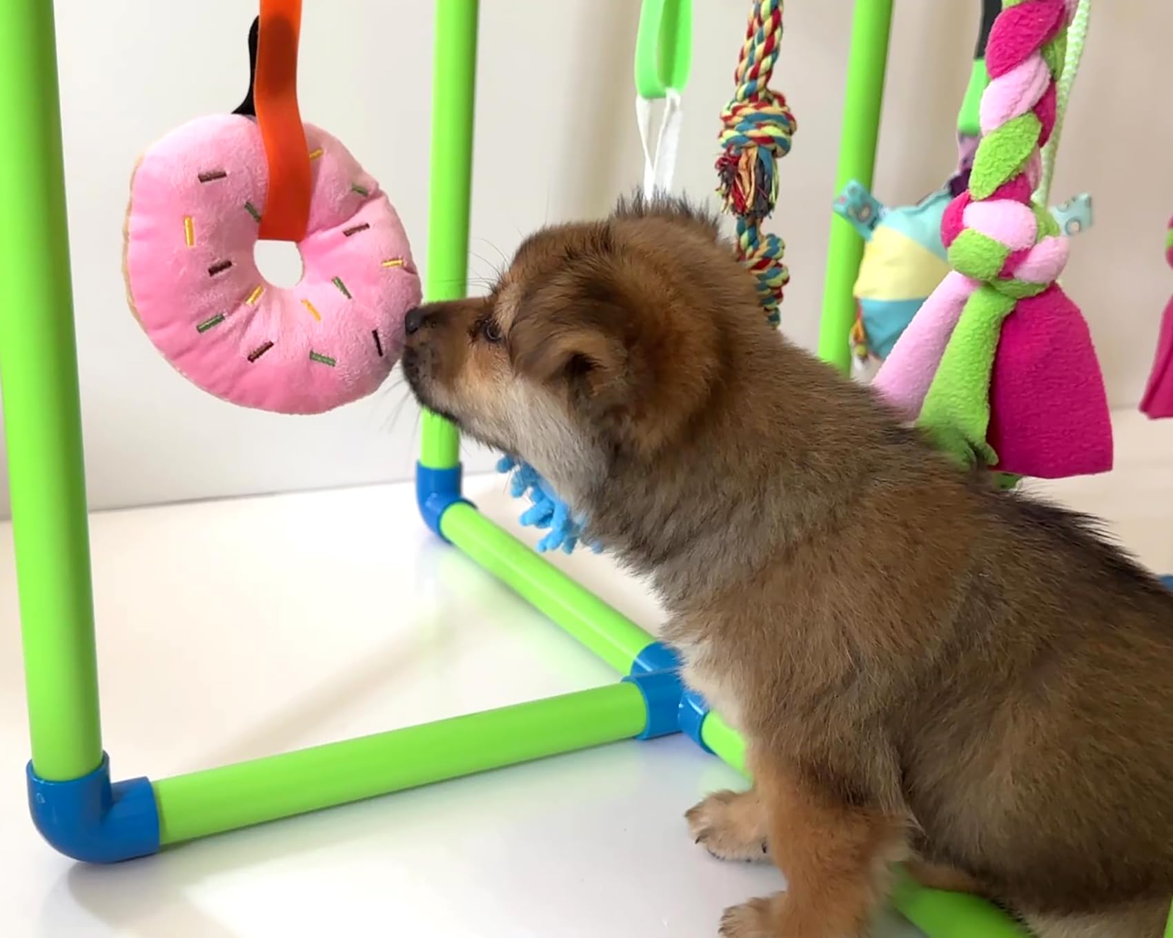 Gimnasio interior de Amlmpet apto para perros pequeños