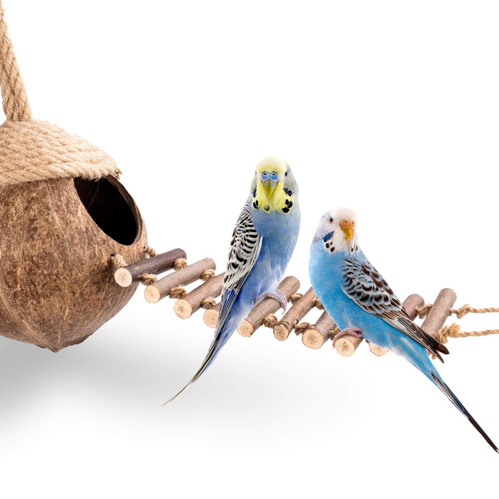 andwe Nido de Coco para Aves: plataforma de actividad con escalera
