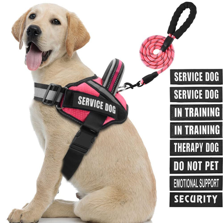 Arnés Animire para perro de servicio con parches identificativos.