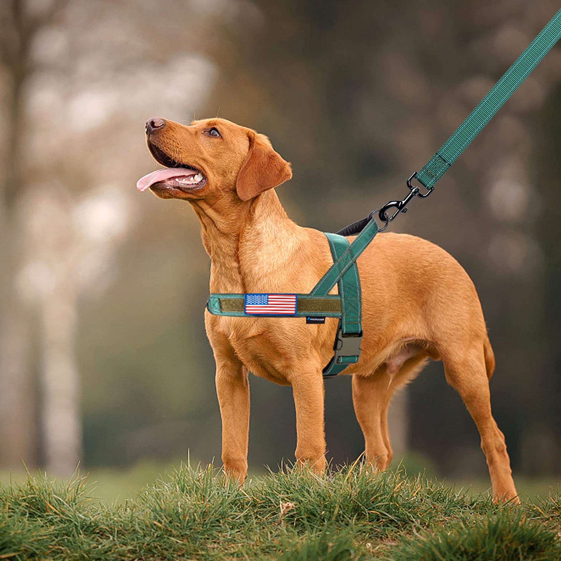 Tallas de XS a XL para perros pequeños a grandes