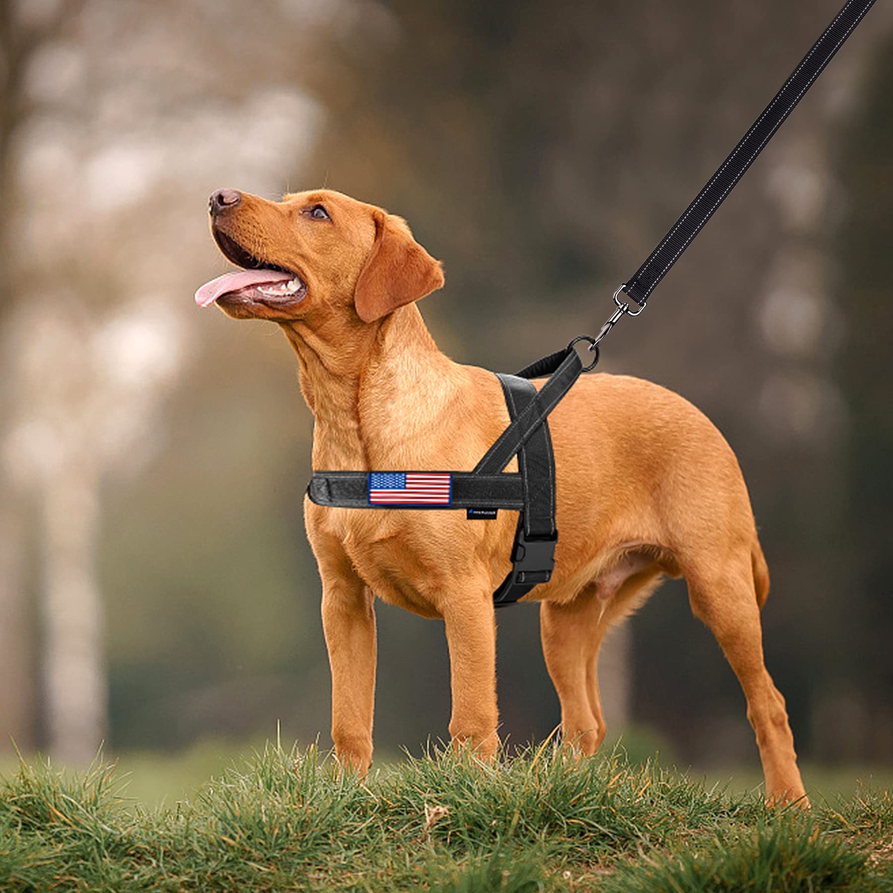 Correa Annchwool de 5 pies para paseos estables.