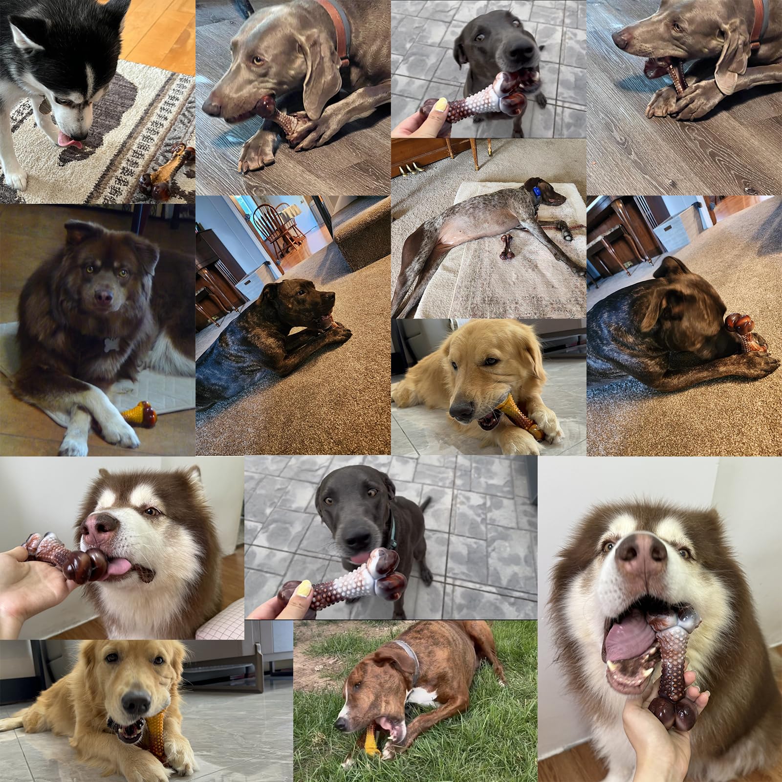 Anoodi hueso sabroso estimula la curiosidad y mantiene ocupados a los perros.