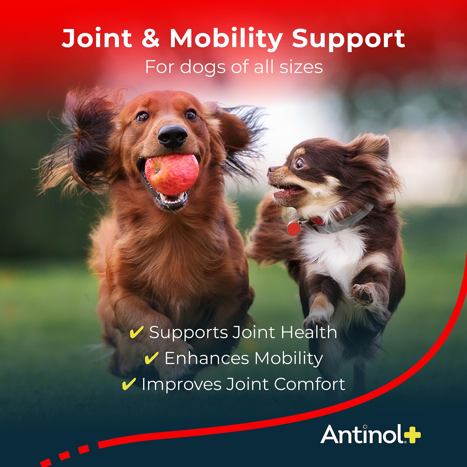 Antinol Plus: aceite marino omega-3 para articulaciones de perros.