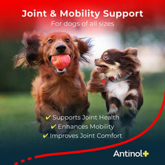 Antinol Plus: aceite marino omega-3 para articulaciones de perros.
