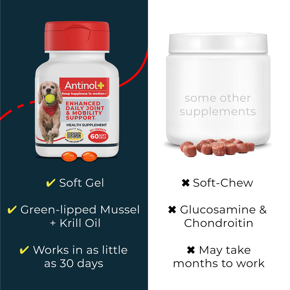 Antinol Plus: perro activo gracias al soporte articular diario.