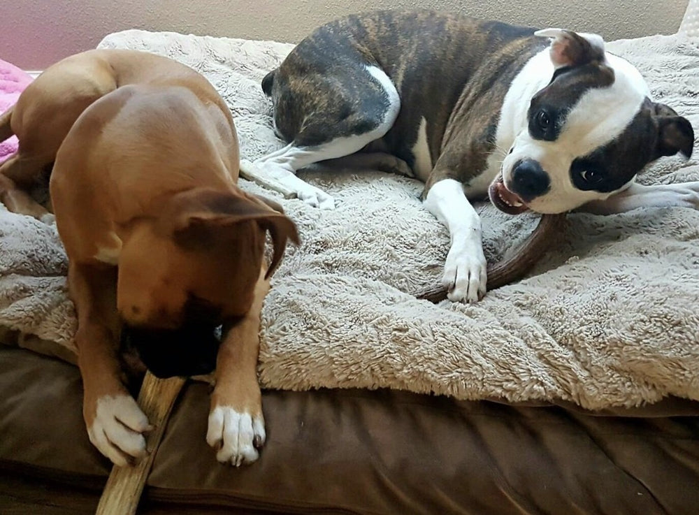 Cornamenta de ciervo Antler Man, duradera para perros.