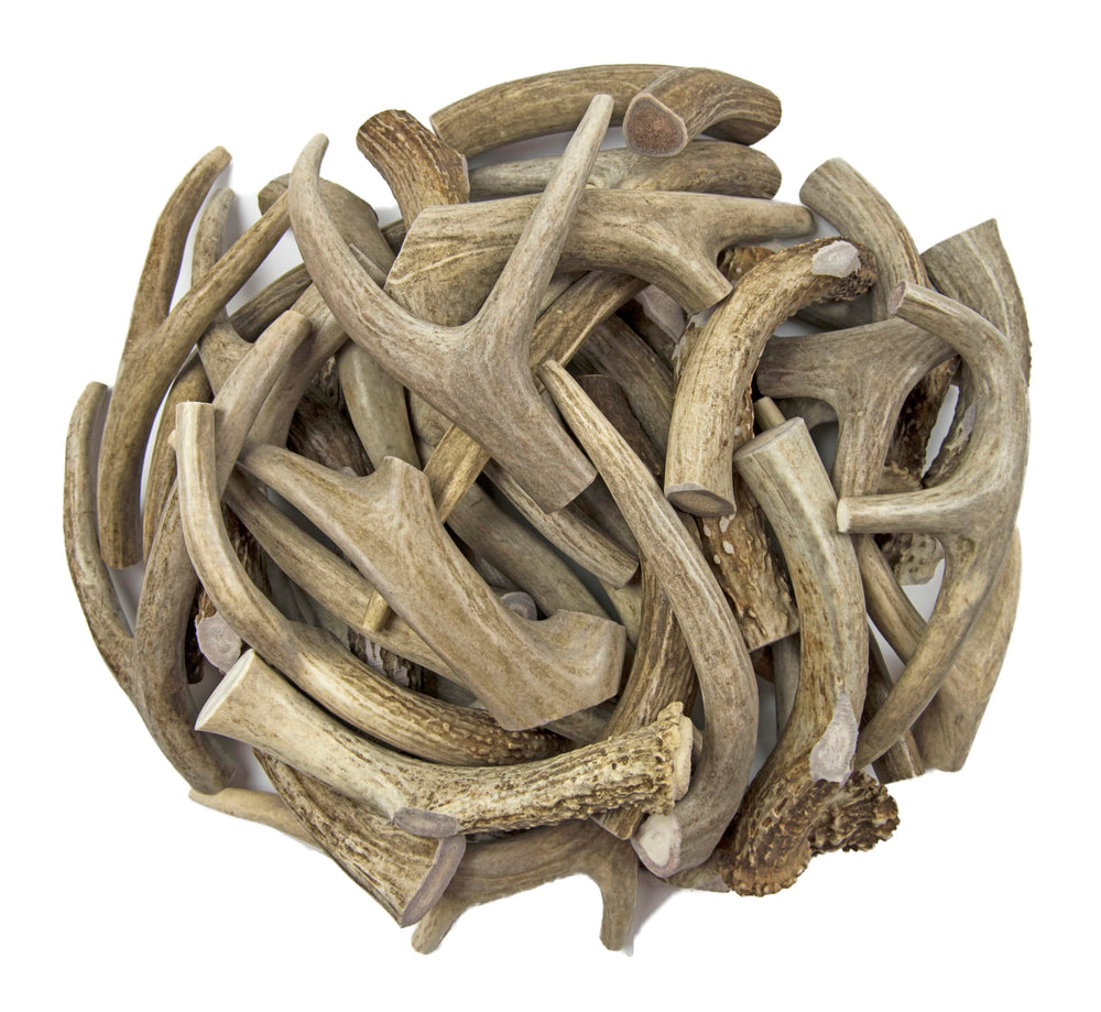 Piezas de cornamenta Antler Man para perro mediano.