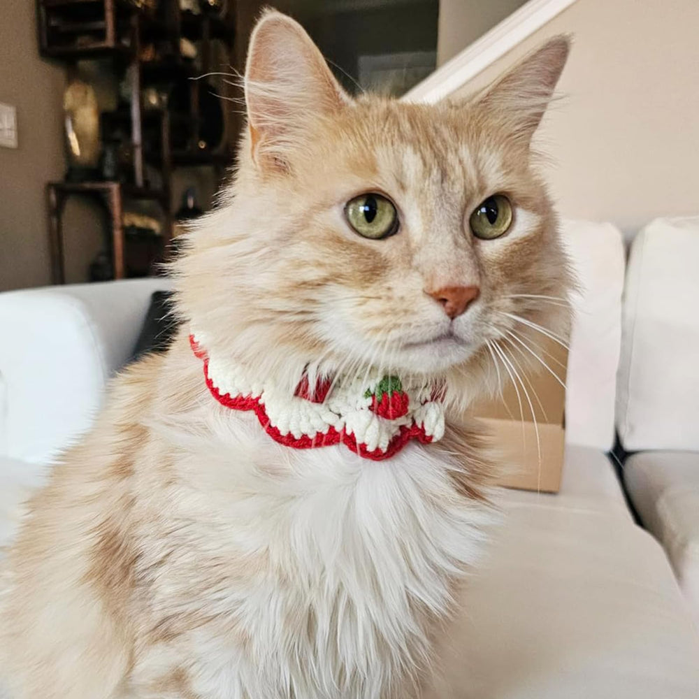 Collar Aoeeki ajustable hasta 11 pulgadas para gatitos pequeños.