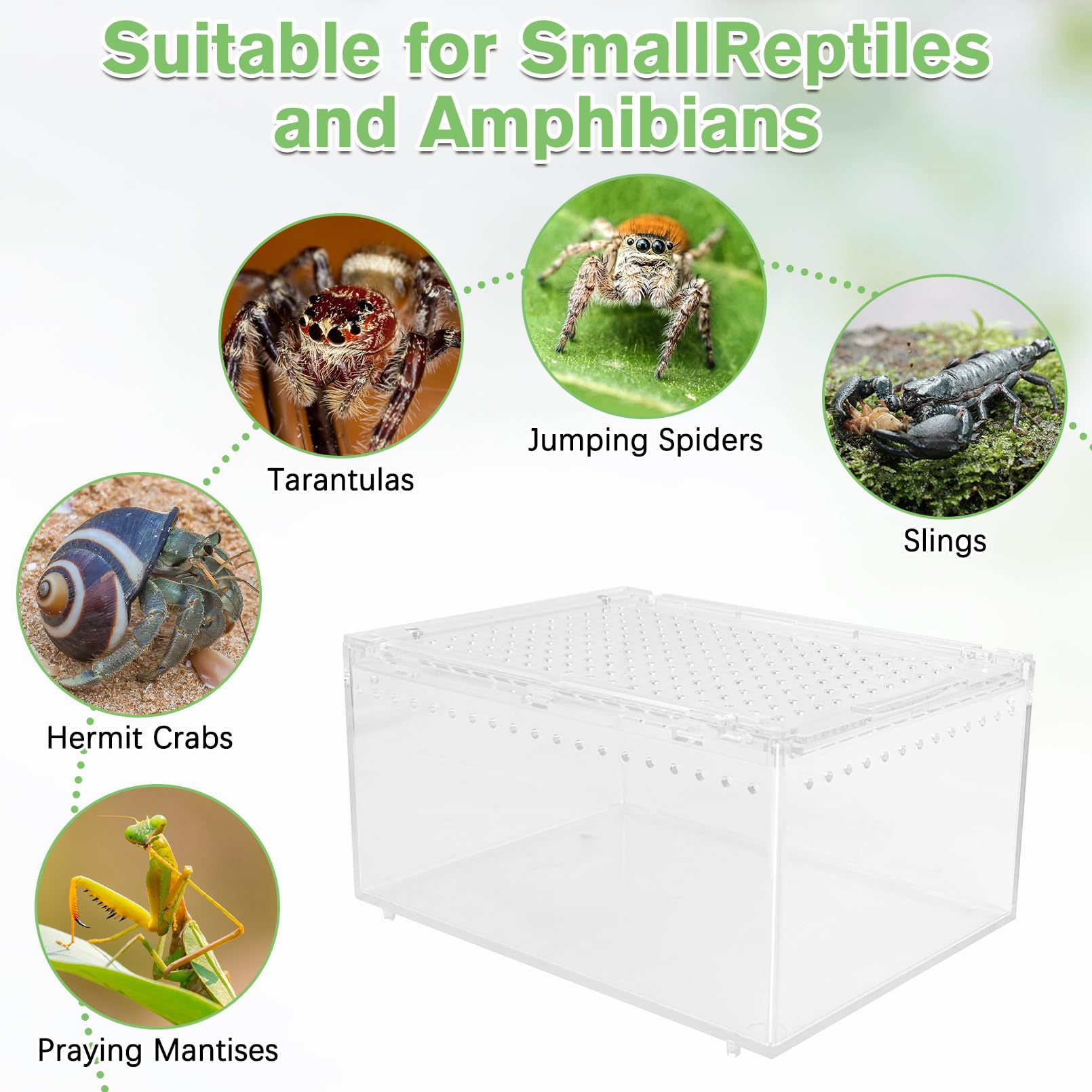 Terrario Apatal 8x6x4 pulgadas, ideal para especies pequeñas.