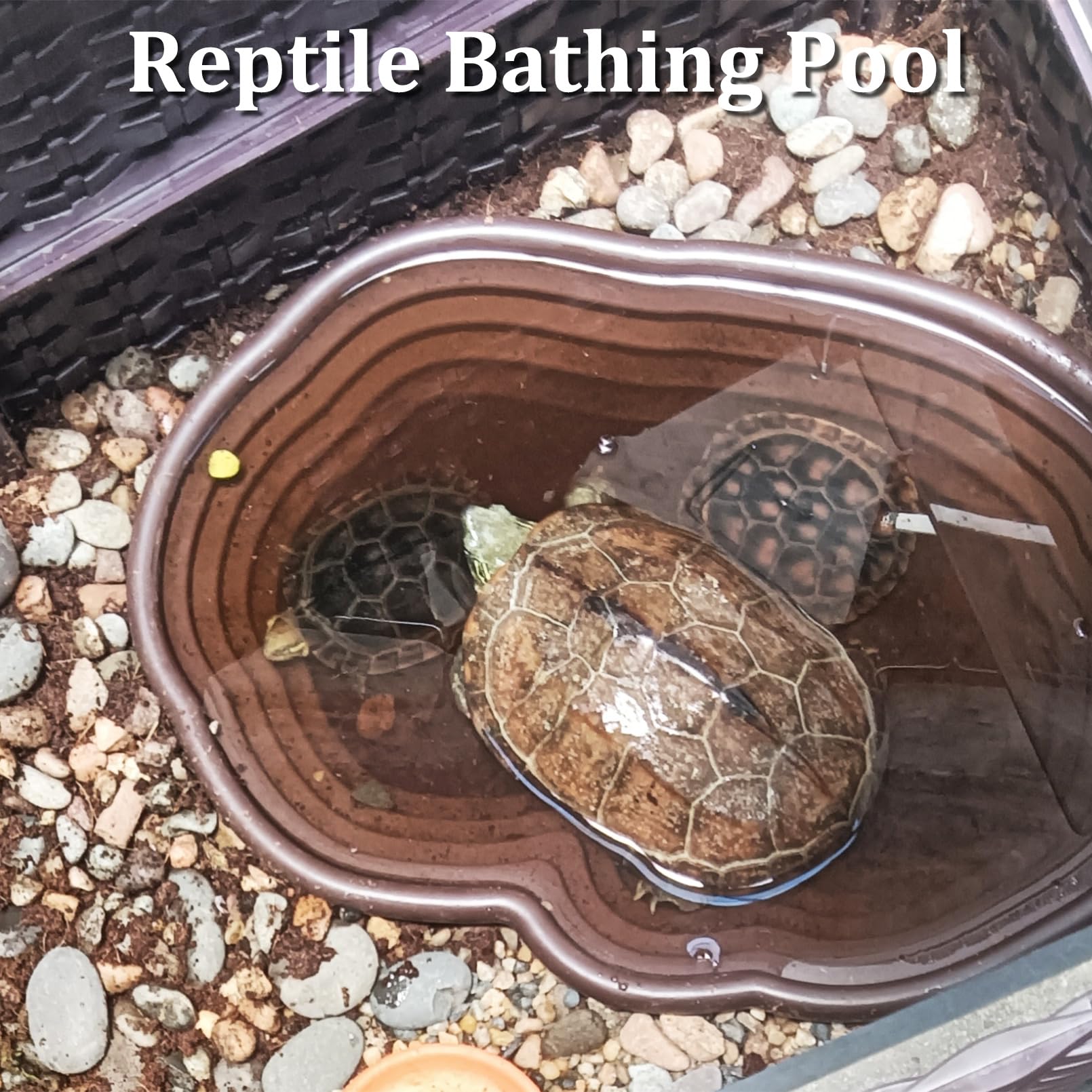 Apatal pinza de alimentacion para reptiles alimentacion precisa