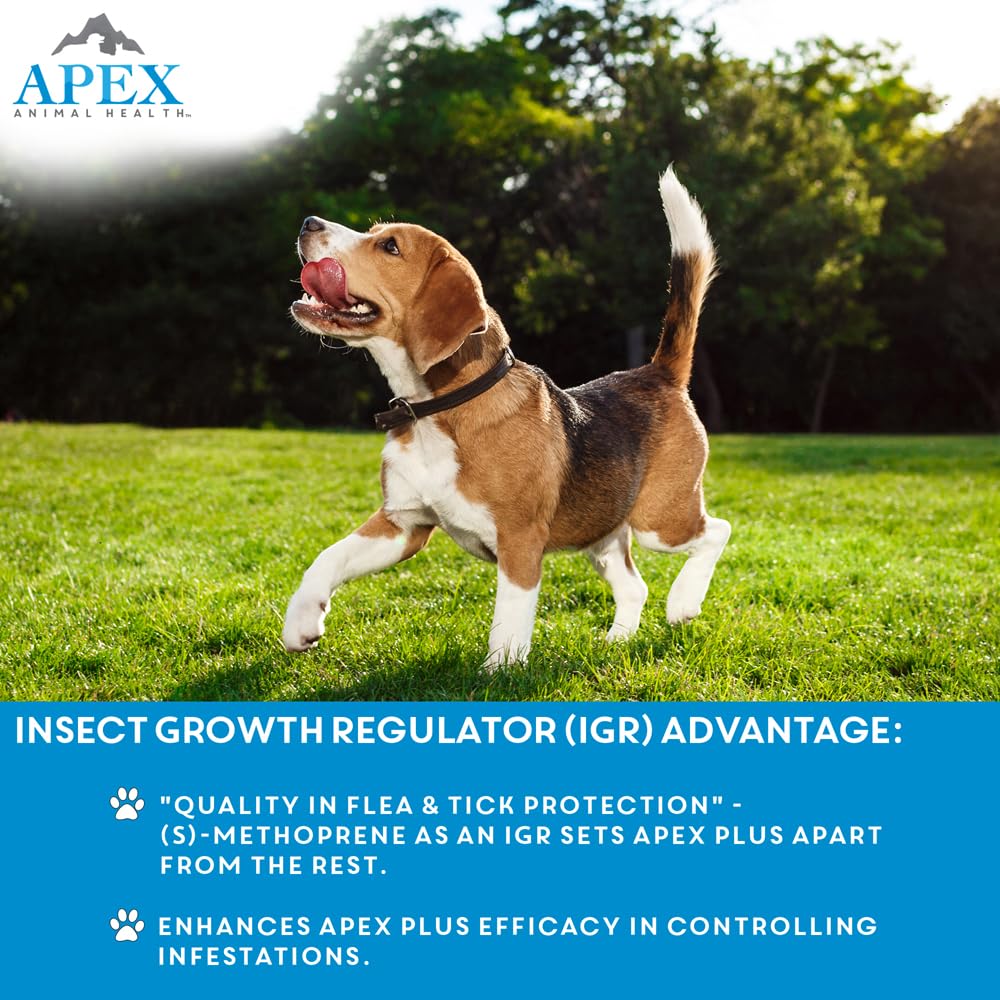 Apex Plus regulador-crecimiento-insectos interrumpe la maduración de huevos de pulgas.