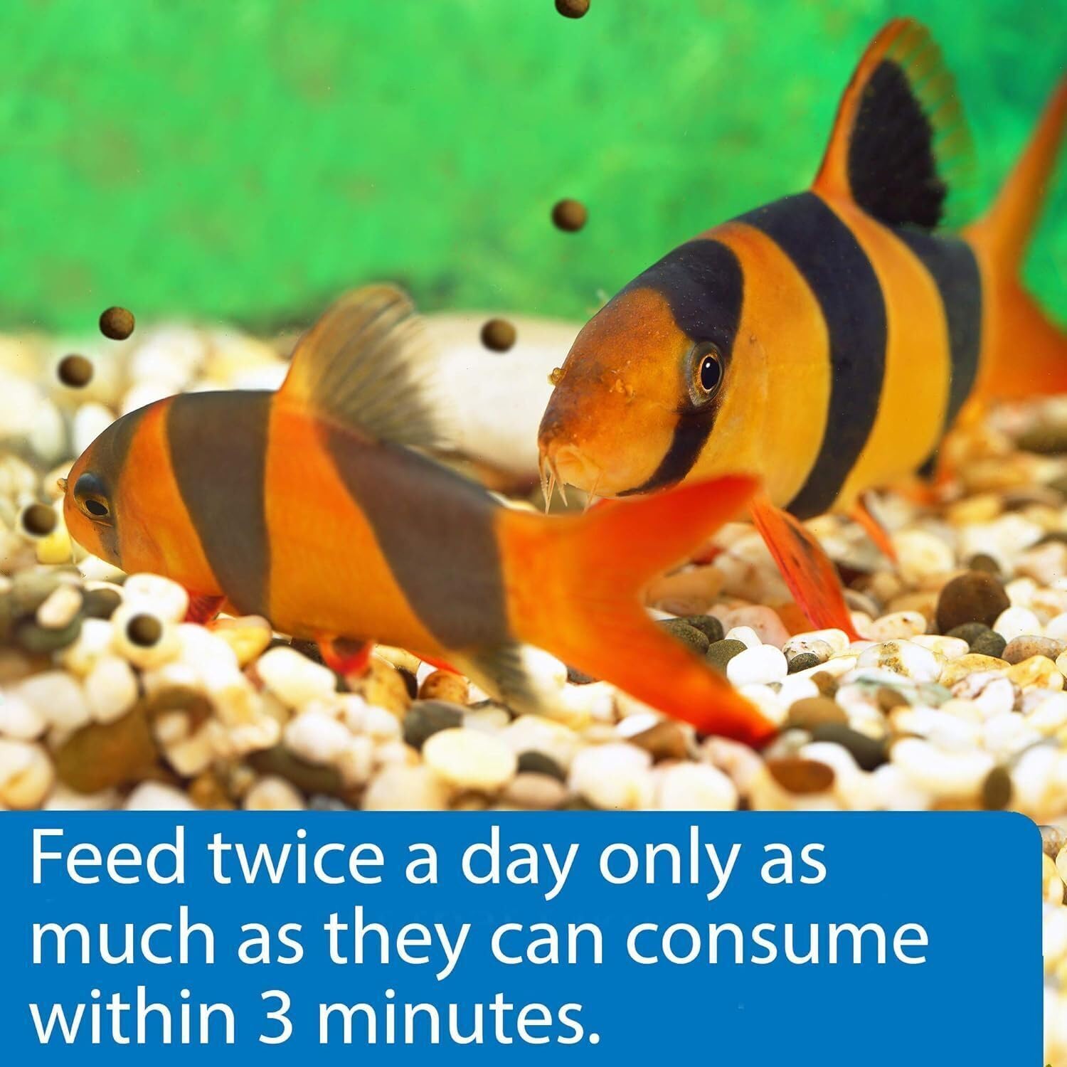 API gránulos con absorción nutritiva eficiente para peces de acuario.