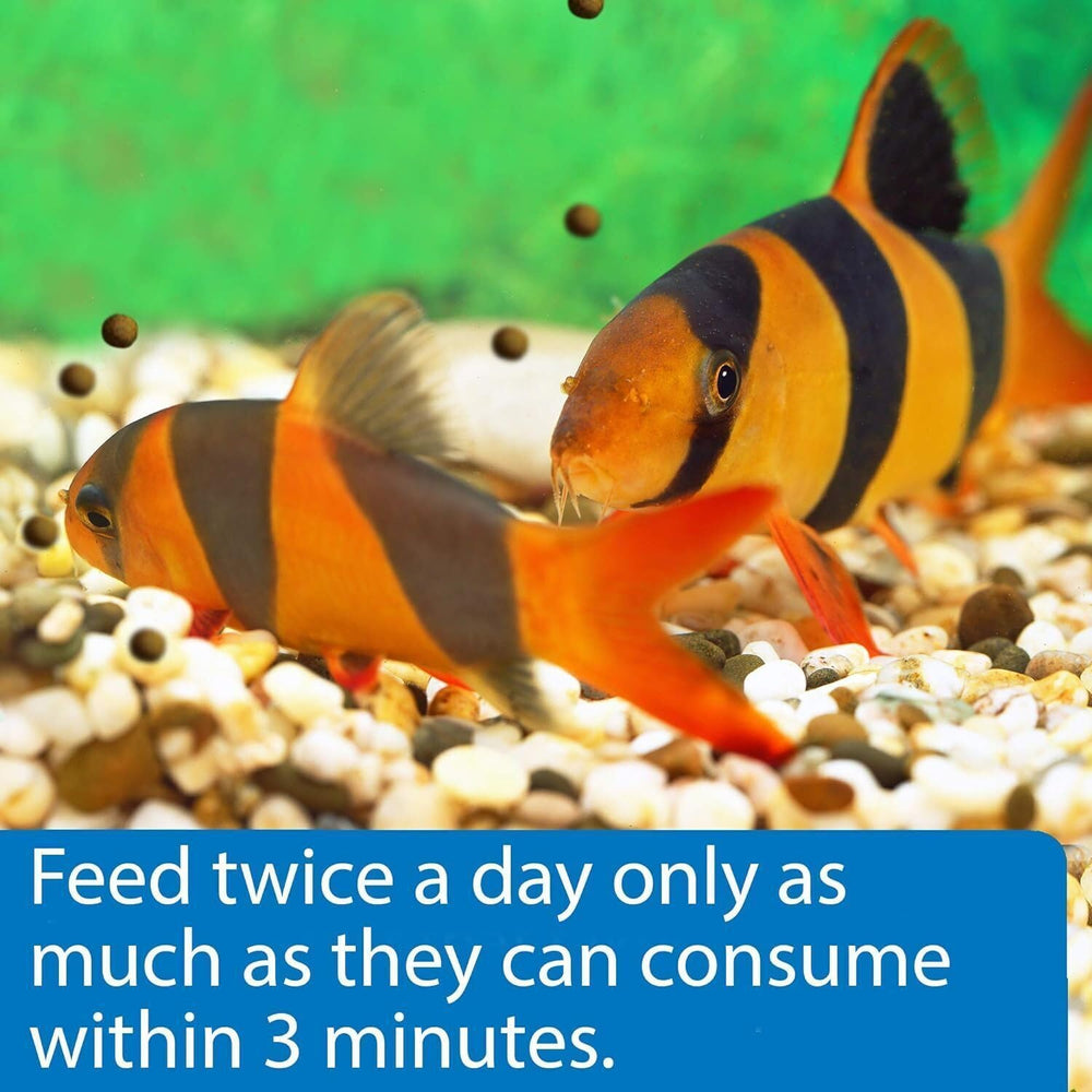 API gránulos con absorción nutritiva eficiente para peces de acuario.