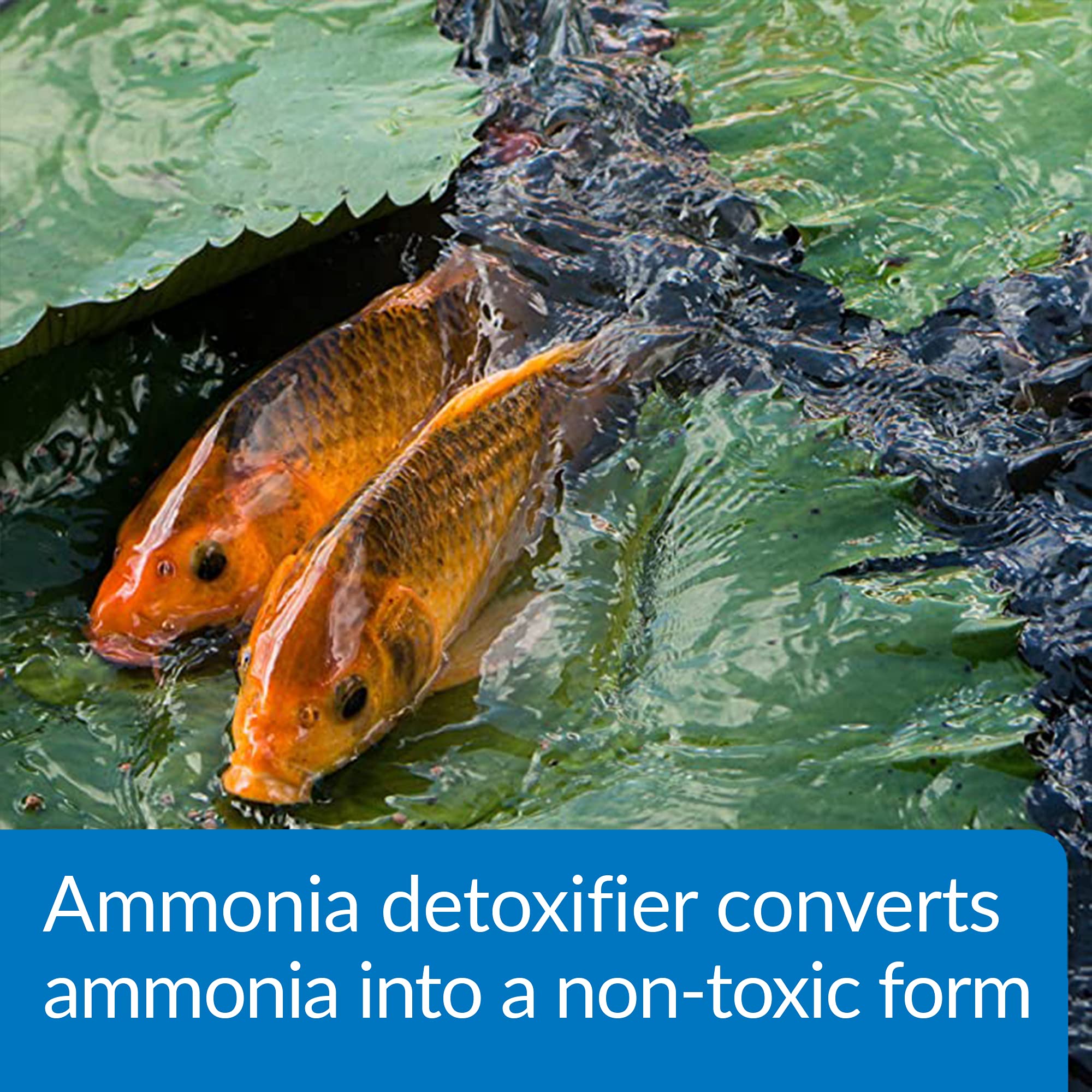 API Pond Ammo-Lock nutrientes bacillus nitrificantes para equilibrio biológico