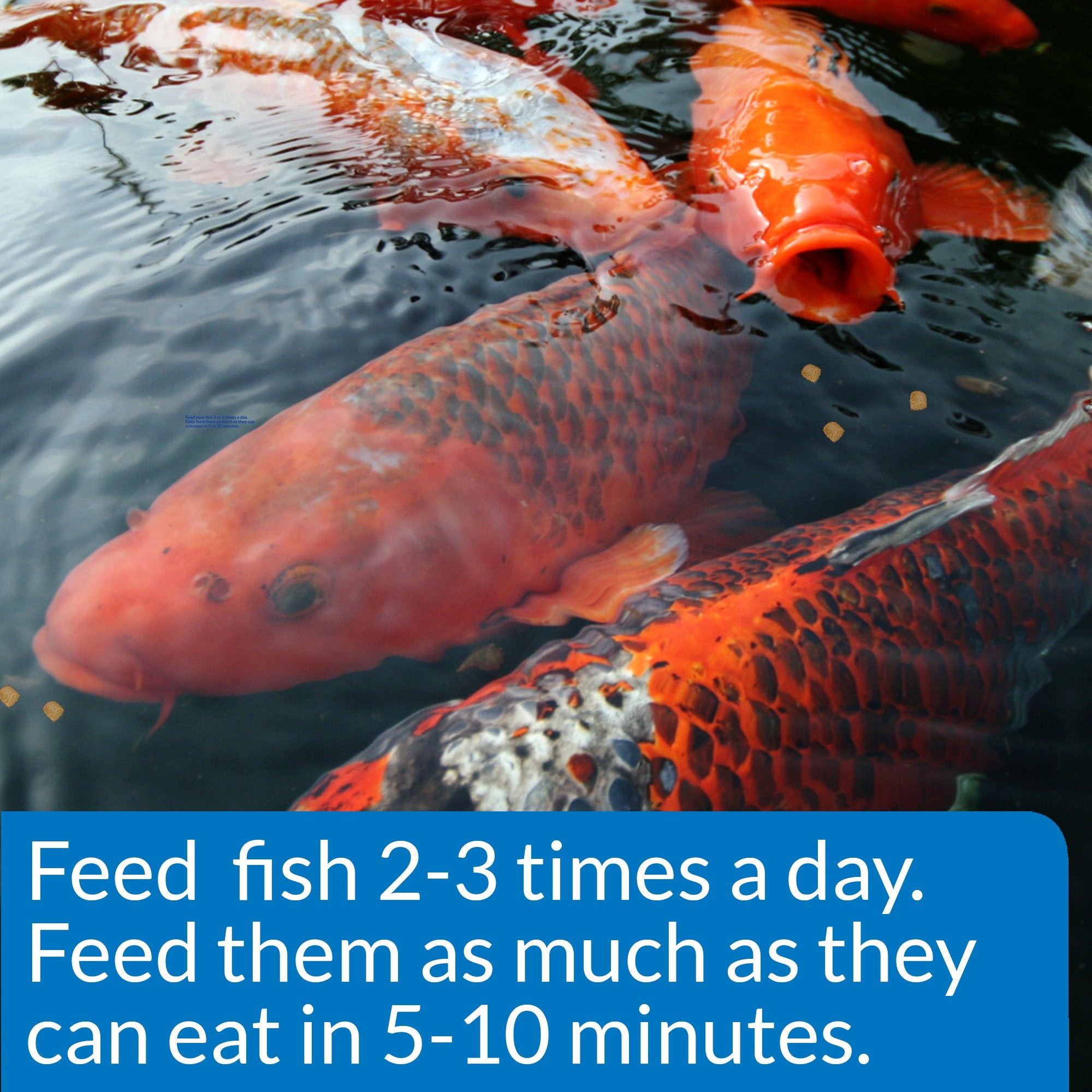 API POND dieta de agua fría con proteína y carbohidratos bien digeribles.
