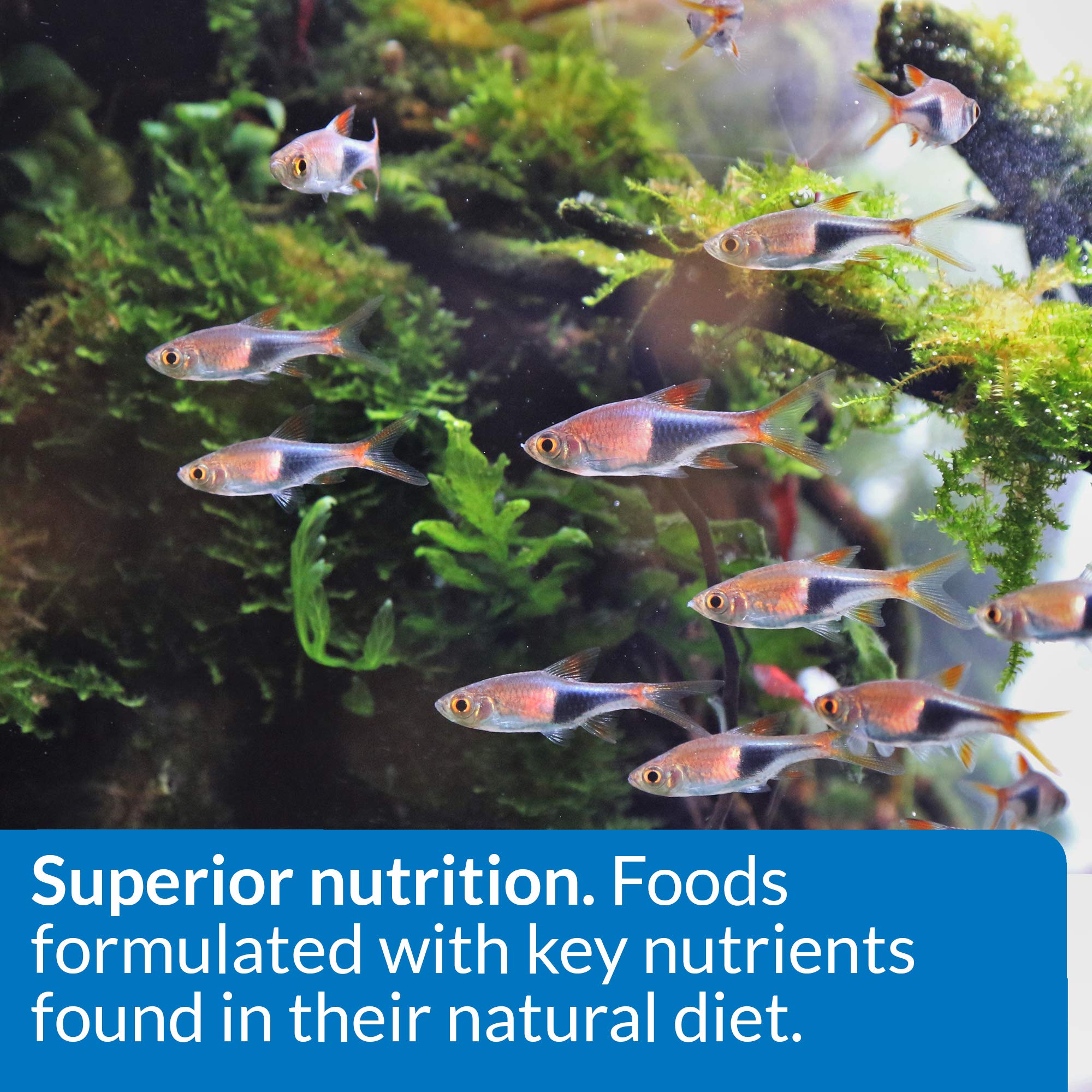 API Tropical Flakes: carotenoides que realzan colores vibrantes en tus peces.