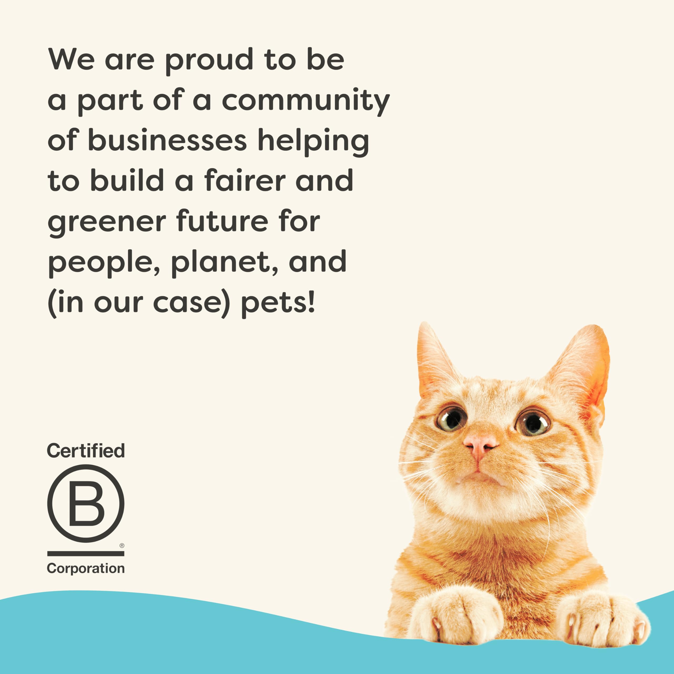 Applaws Vitality, gato disfrutando de una comida húmeda sabrosa