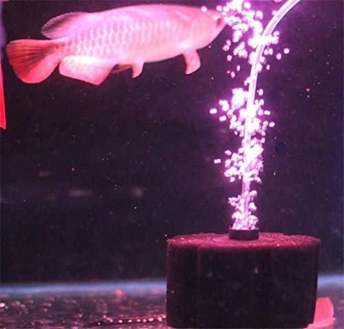 Aquapapa Bio Esponja Uso Cría Betta seguro para alevines