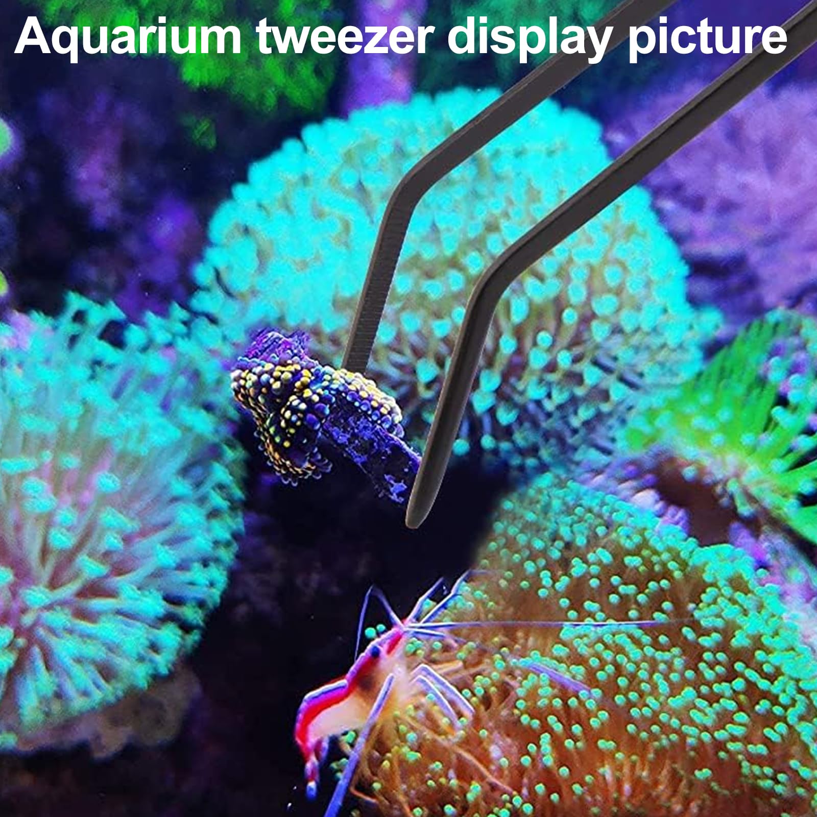 Alimentador de corales 26 pulgadas de Aquarium Choice, reposicionamiento seguro