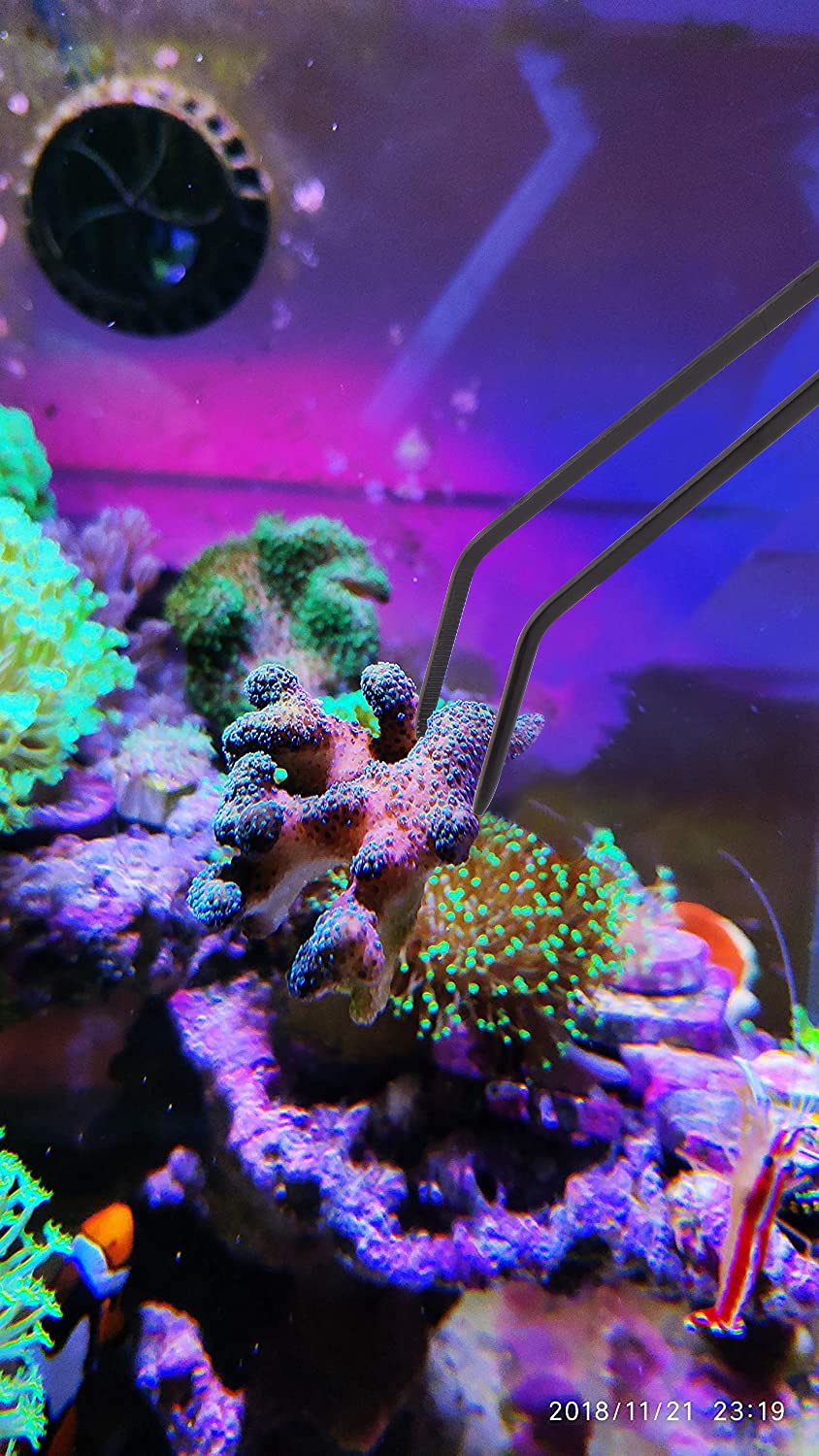 Boquilla de silicona suave Aquarium Choice, segura para corales y peces.