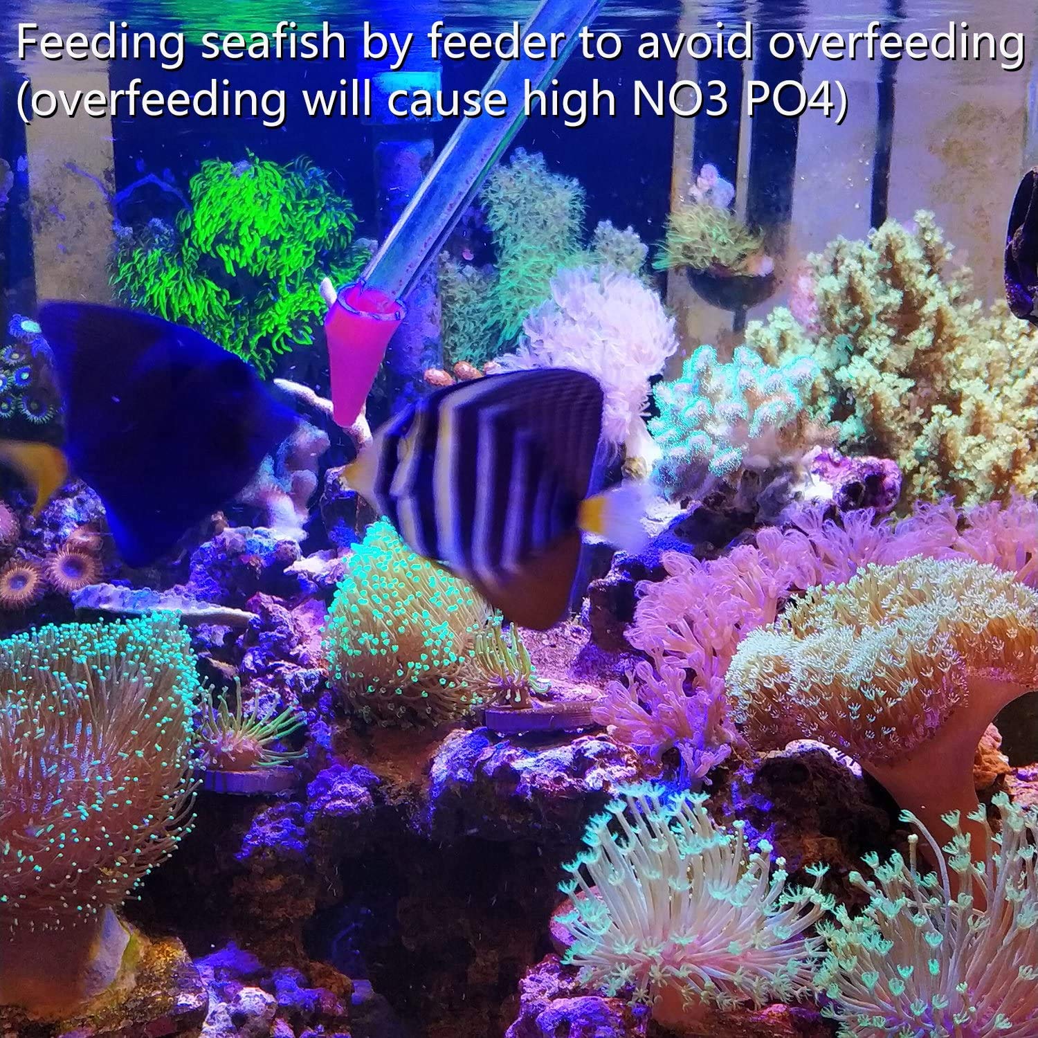 Uso en acuario marino con Aquarium Choice, ideal para mantener agua estable.