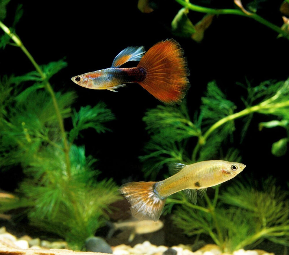 Aquatic Foods Inc. bolsa 1-4 lb: empaque práctico