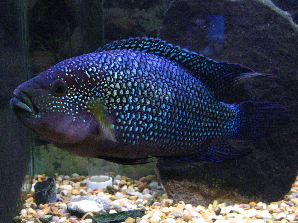 Cubos tubifex para koi.