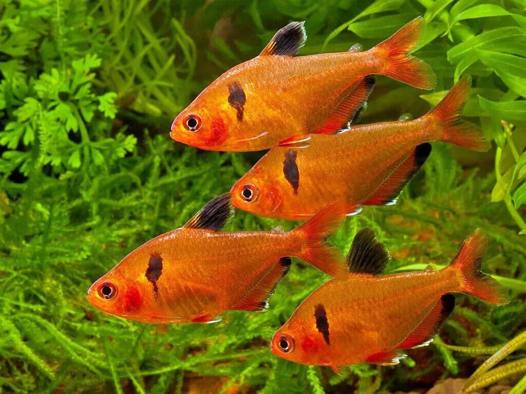 Aquatic Foods Inc. ingredientes clave: krill, astaxantina y probióticos