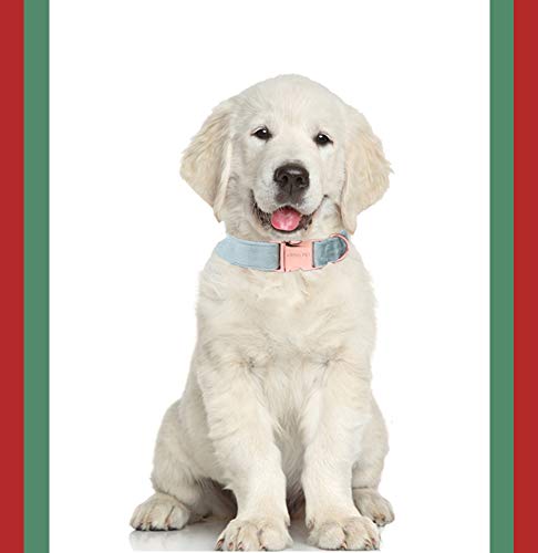 Anilla en D y hebilla rosada del collar Aring pet, sujeción segura