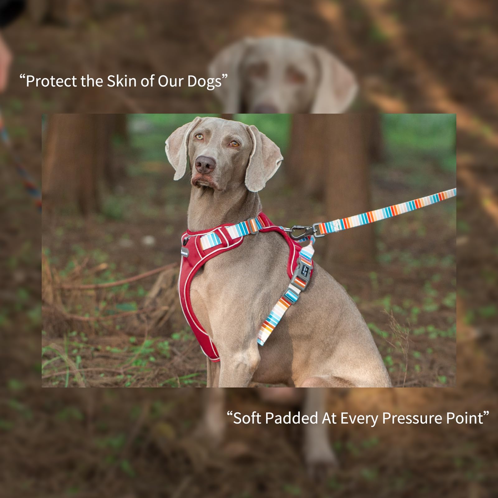 Aring Pet arnés navidad para perros medianos, ideal para salidas al aire libre