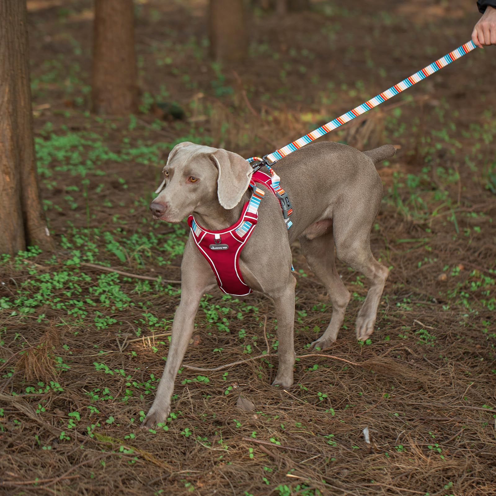 Aring pet arnés para perro reflejante rojo, visible en oscuridad para paseos nocturnos