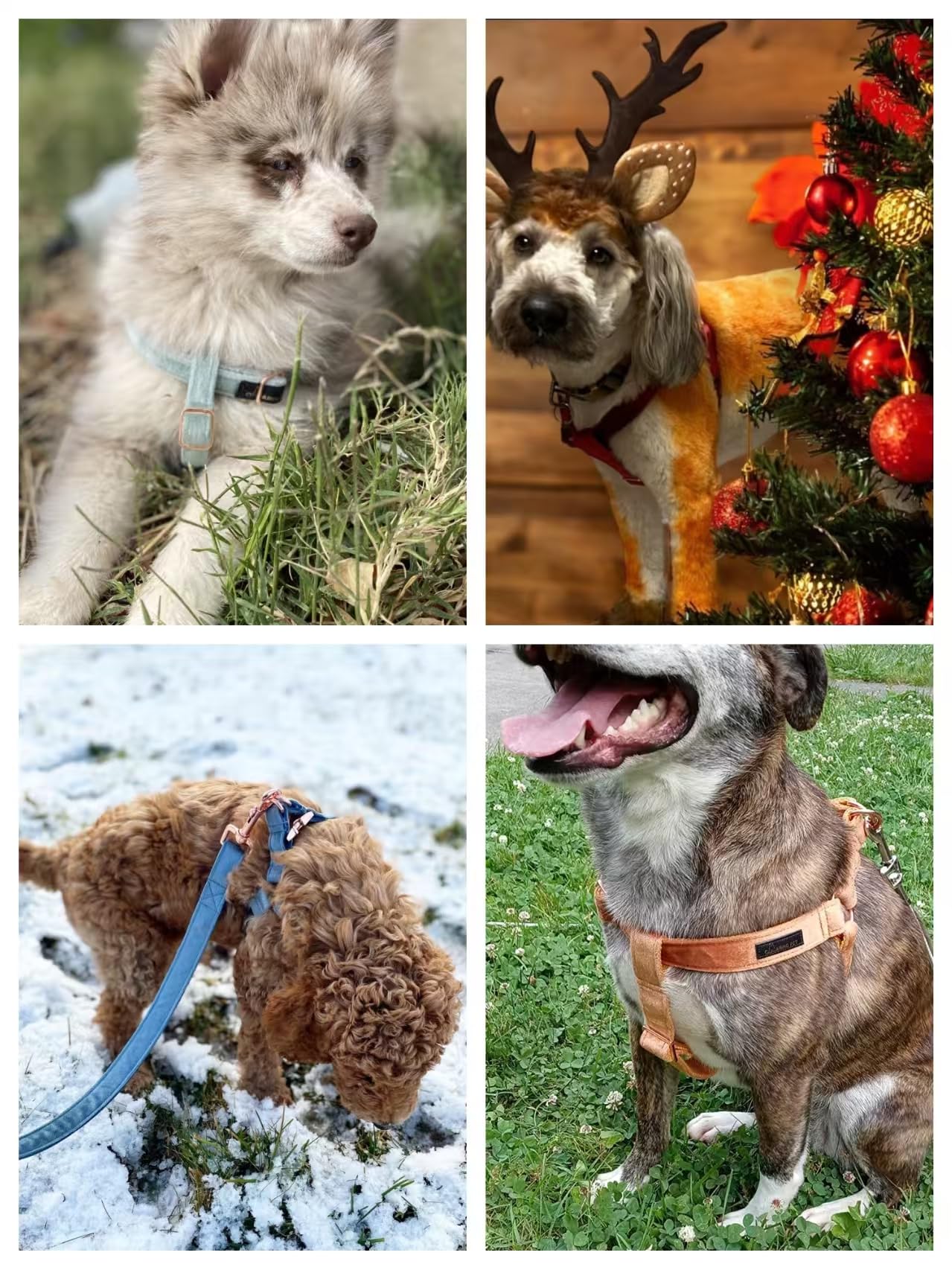 Aring Pet arnés de terciopelo suave, protección y comodidad para el perro