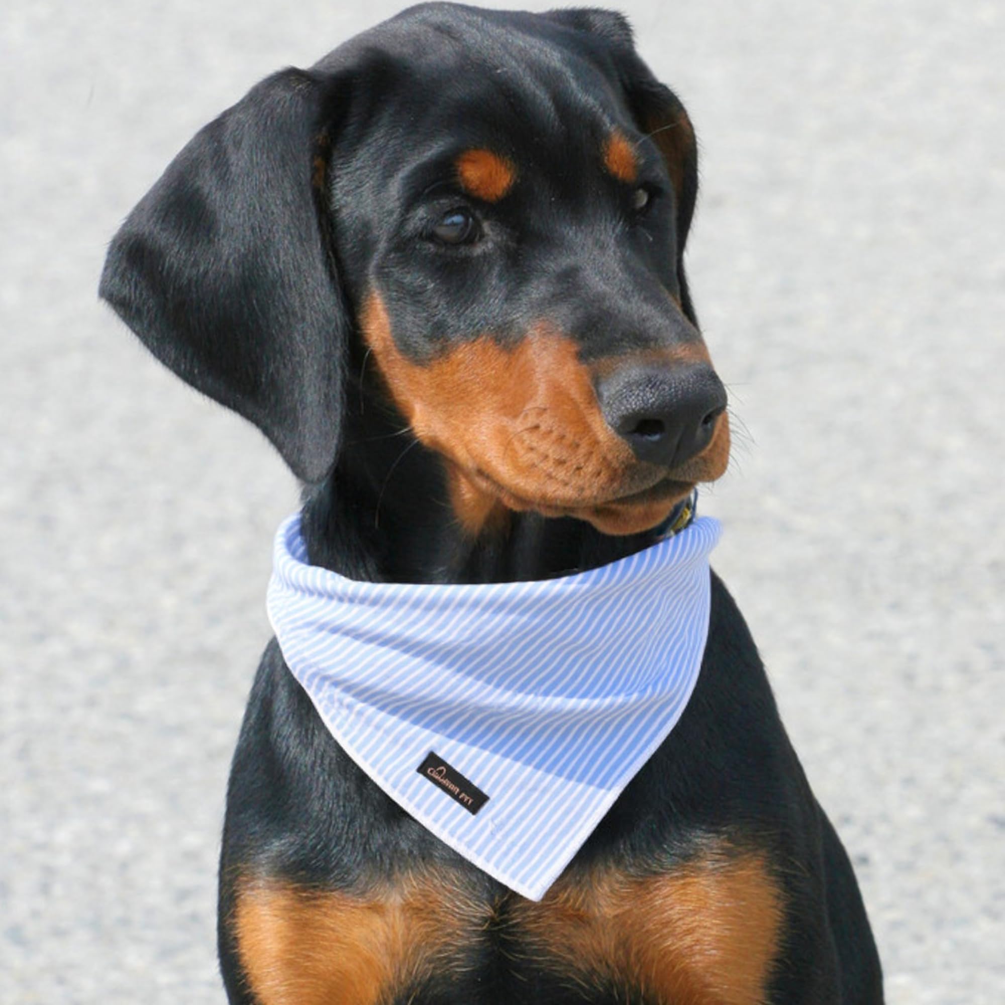 Aring pet bandana con borde enrollado blanco, acabado resistente para mascotas