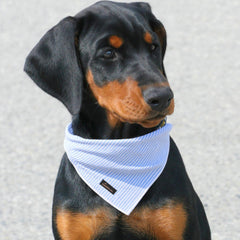Aring pet bandana con borde enrollado blanco, acabado resistente para mascotas