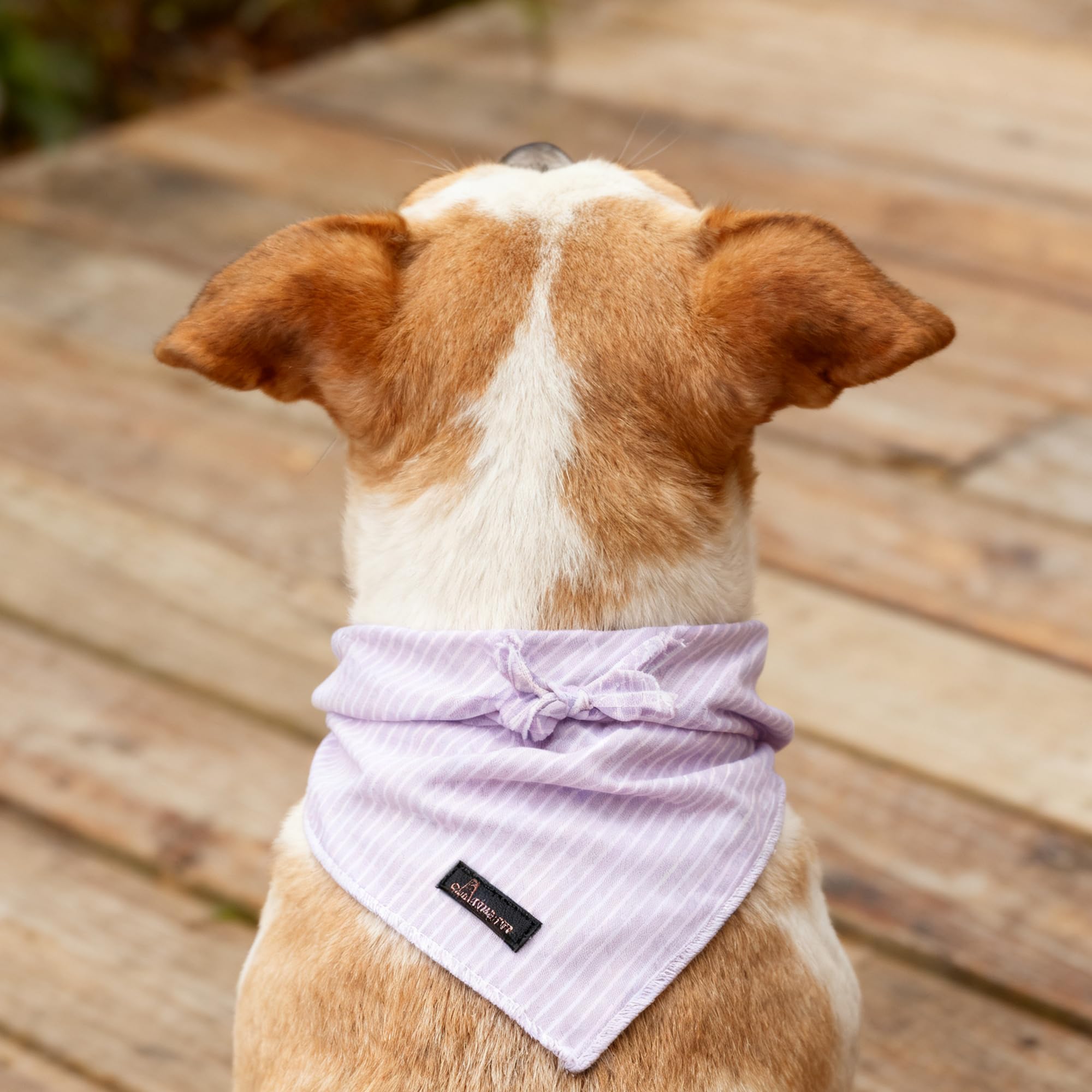 Bandana Aring pet lavanda para fiesta o evento