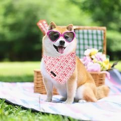 ARING PET Bandana para paseos al aire libre, fácil de limpiar