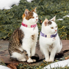 Ajuste de talla ajustable Aring Pet, compatible con gatos de diferentes tamaños
