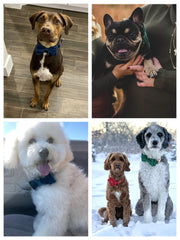 Moño removible de Aring Pet, versatilidad para ocasiones especiales.