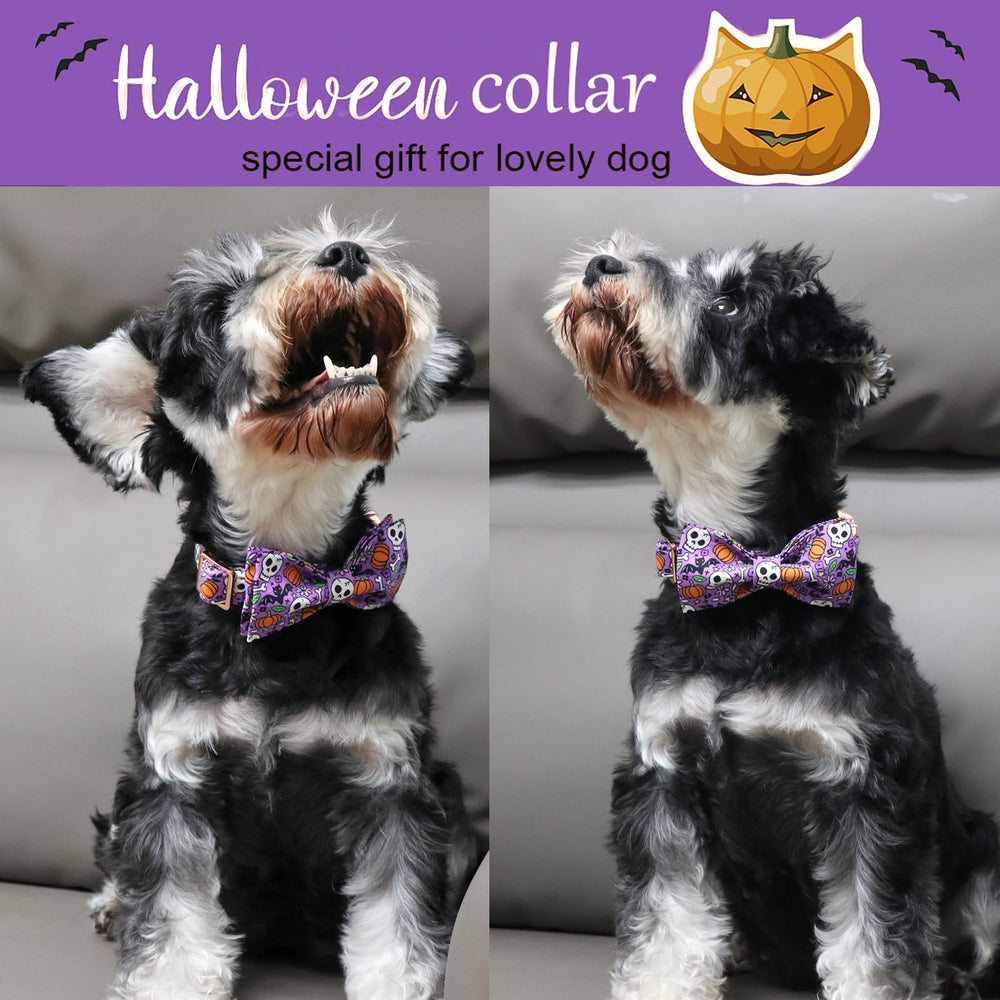 Aring pet collar calaveras moradas: diseno unico para sesiones de fotos