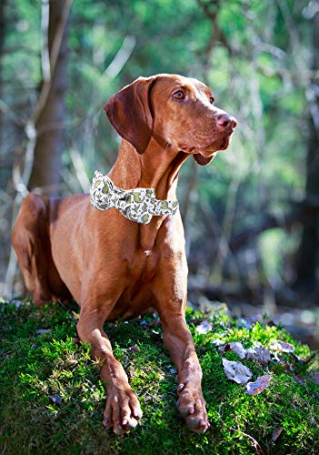 Collar ARING PET con hebilla metálica, diseño duradero