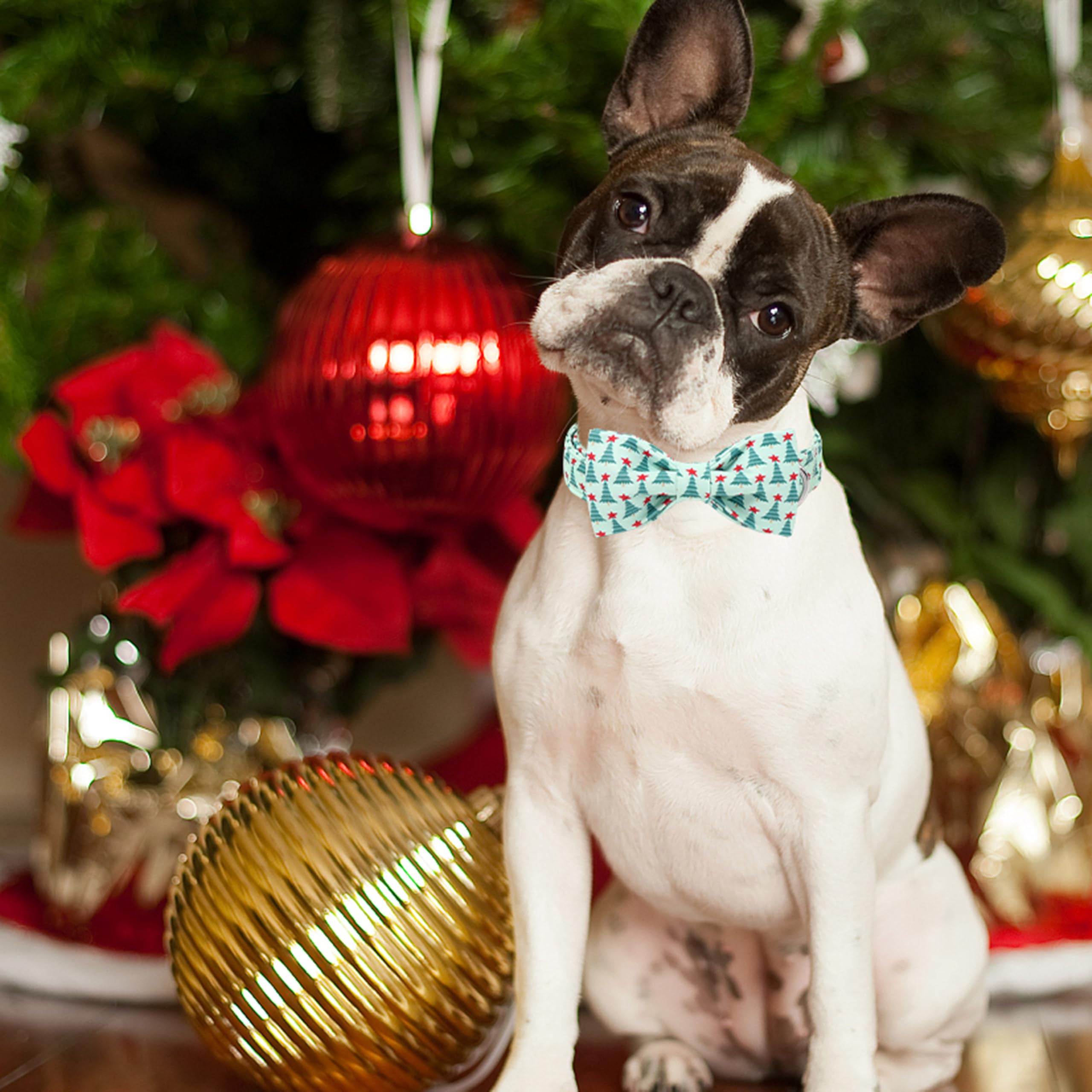 Tallas variadas de Aring Pet collar para perros grandes y pequeños.